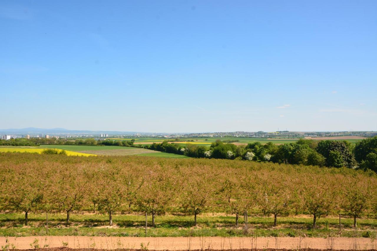 Weingut Bugner Meizelhof Klein-Winternheim المظهر الخارجي الصورة